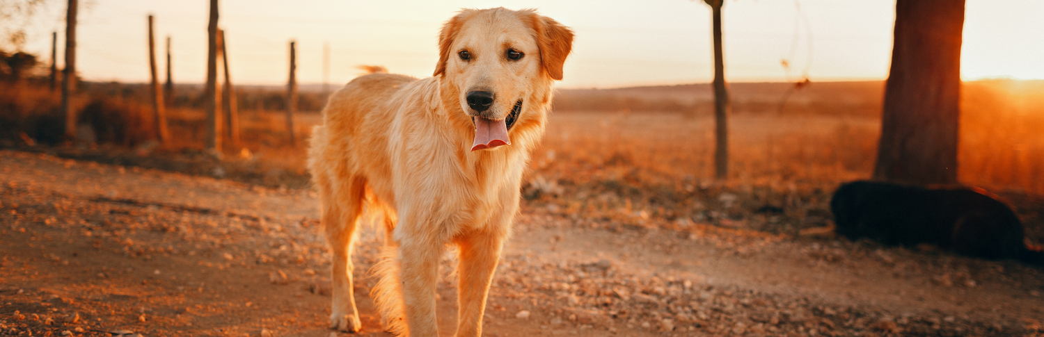 golden retriever charity clothes